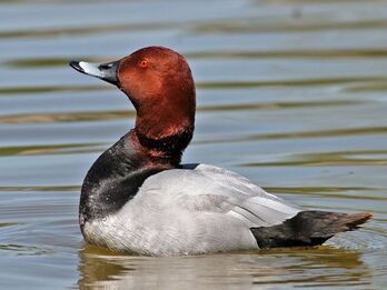 Canvasback