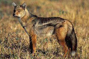 Side-Striped Jackal