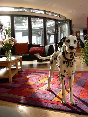 File:Dalmation.jpg