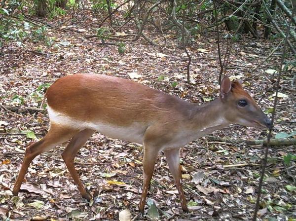Ader's Duiker | Animal Database | Fandom powered by Wikia