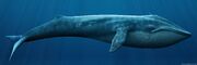 Blue whales