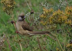 Colius triatus