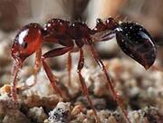 ImportedFireAnts