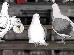 File:Pidgeons 3.jpg