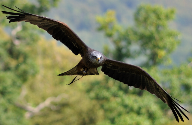 File:Black Kite.png