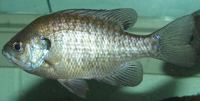 File:Bluegill.png