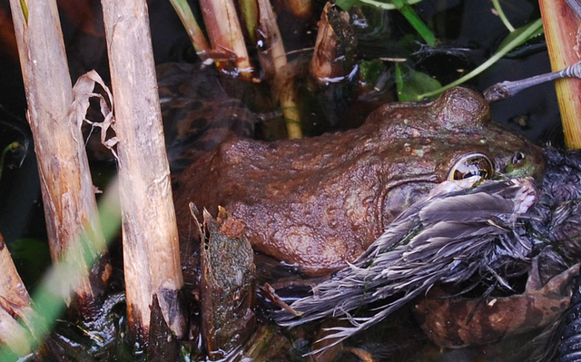 File:Bullfrog Eating Bird.png