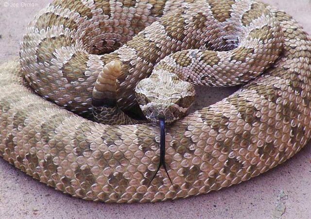 File:Rattlesnake.jpg