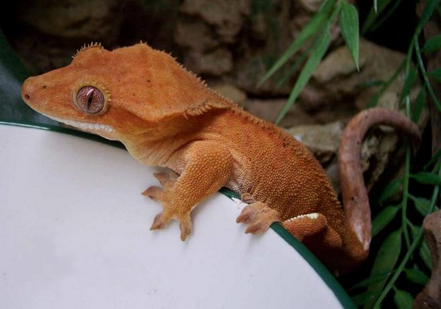 File:Crested Gecko.png