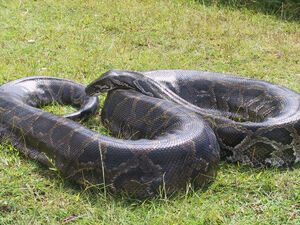Burmese Python