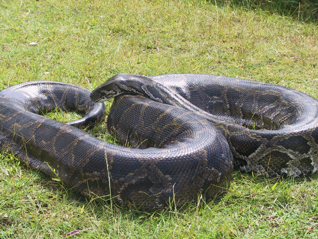 File:Burmese Python.jpg