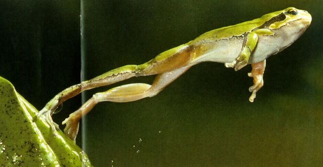 File:Tree Frog Leaping.jpg