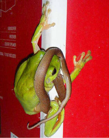 File:Green Tree Frog Eating Snake.jpg