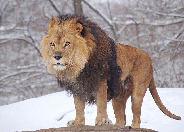 File:Lion.jpg