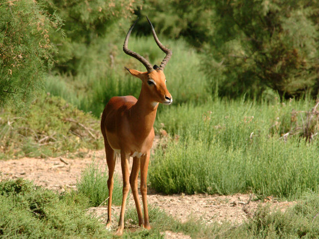 File:Impala 2.jpg