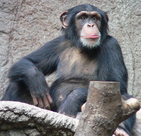 File:Chimpanzee.png