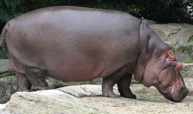 File:Hippopotamus.png