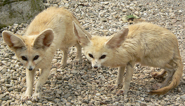 File:Twin Fennec Foxes.png