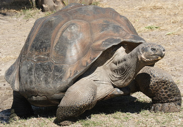 File:Galapagos Giant Tortoise.png