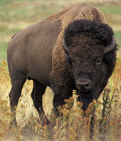 File:American Bison.png
