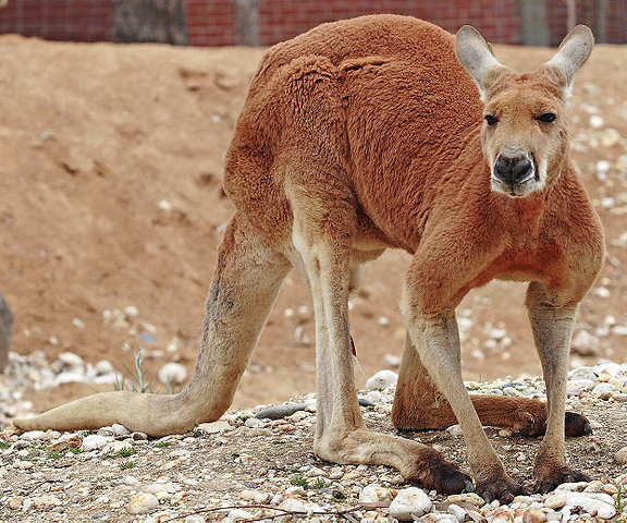 File:Red Kangaroo.png
