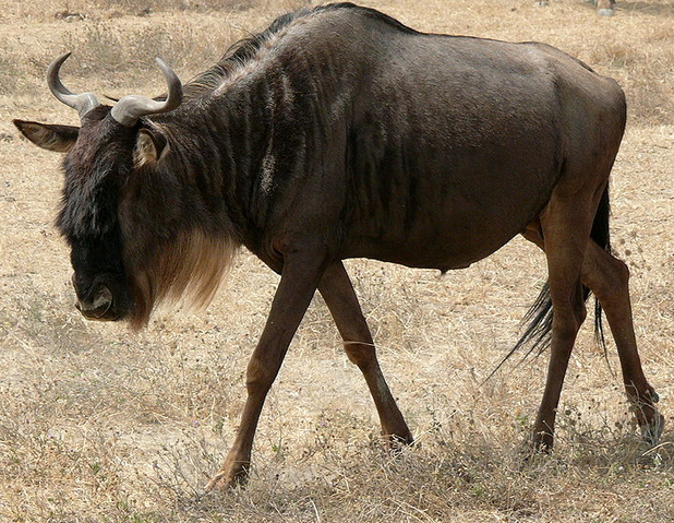 File:Wildebeest.png
