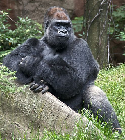 File:Gorilla.png