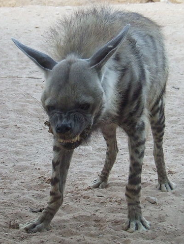 File:Striped Hyena.png