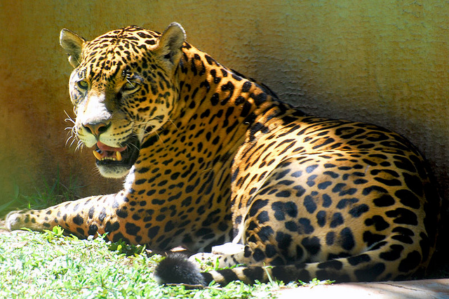 File:Jaguar.png