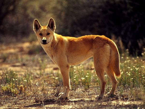 dingo australie