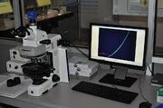 Lab