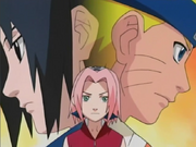 Sakura determination