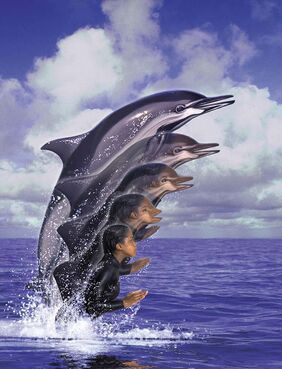 CassieToDolphin