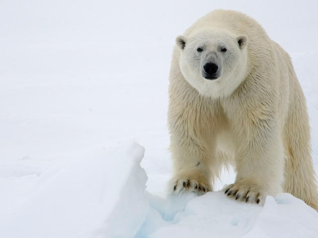 File:PolarBear.jpg