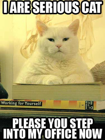 File:Pandora Are Serious Cat.jpg