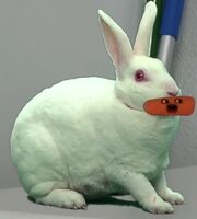 Bunnyr
