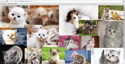 Kittens.png