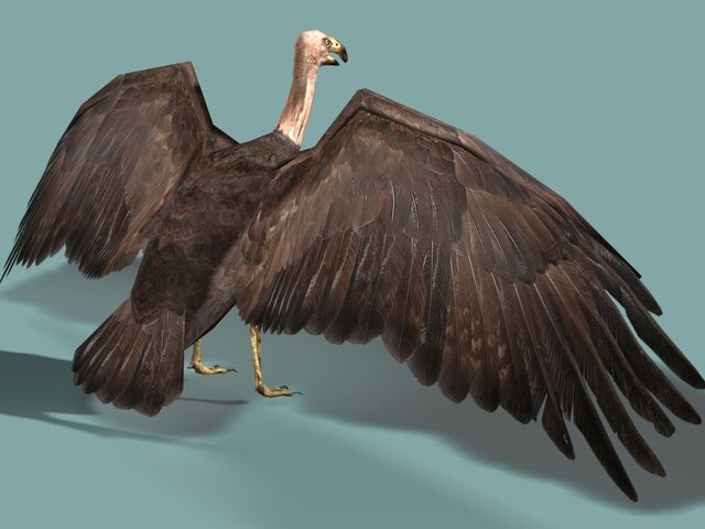 File:Vulture2.jpg