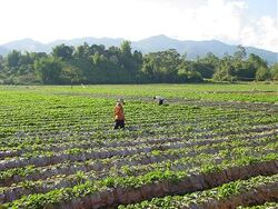 Farmers