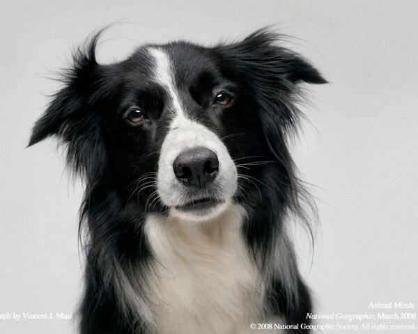 File:Border-collie.jpg