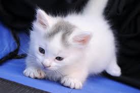 File:KITTY.jpg