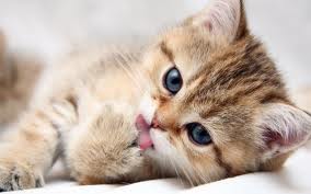 File:Kitty!!!.jpg