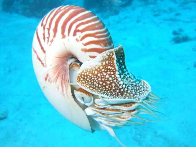 File:Nautilus.jpg