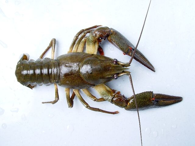 File:Astacus astacus noble crayfish.jpg