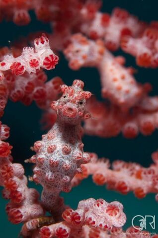 File:Pair of hippocampus bargibanti.jpg