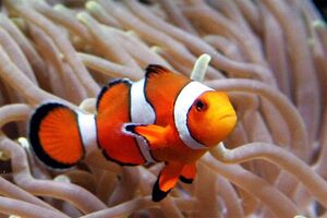 Clown fish