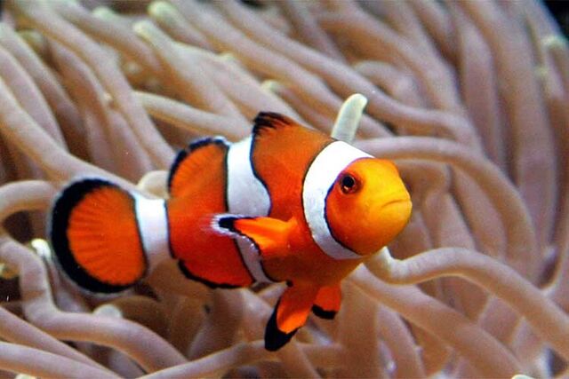 File:Clown fish.jpg