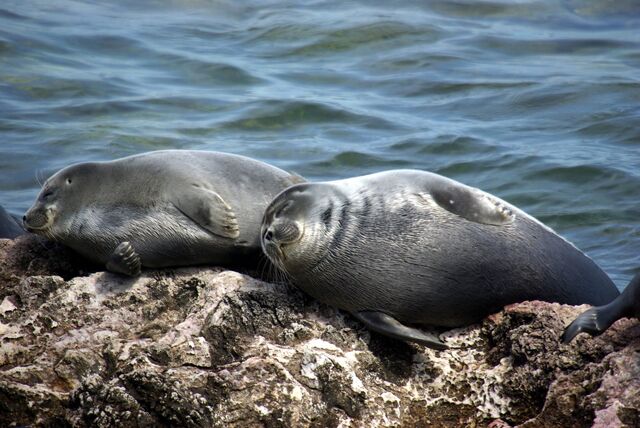 File:Phoca sibirica baikal seal.jpg