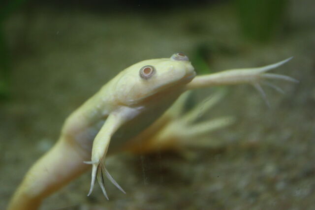 File:Albino X. laevis.jpg