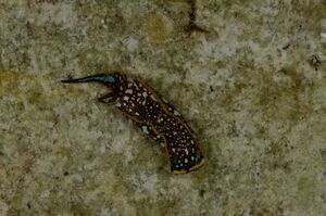 Chelidonura normani